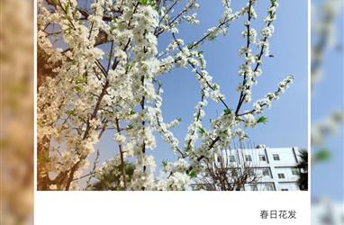 永遇樂-富凱春日紀事